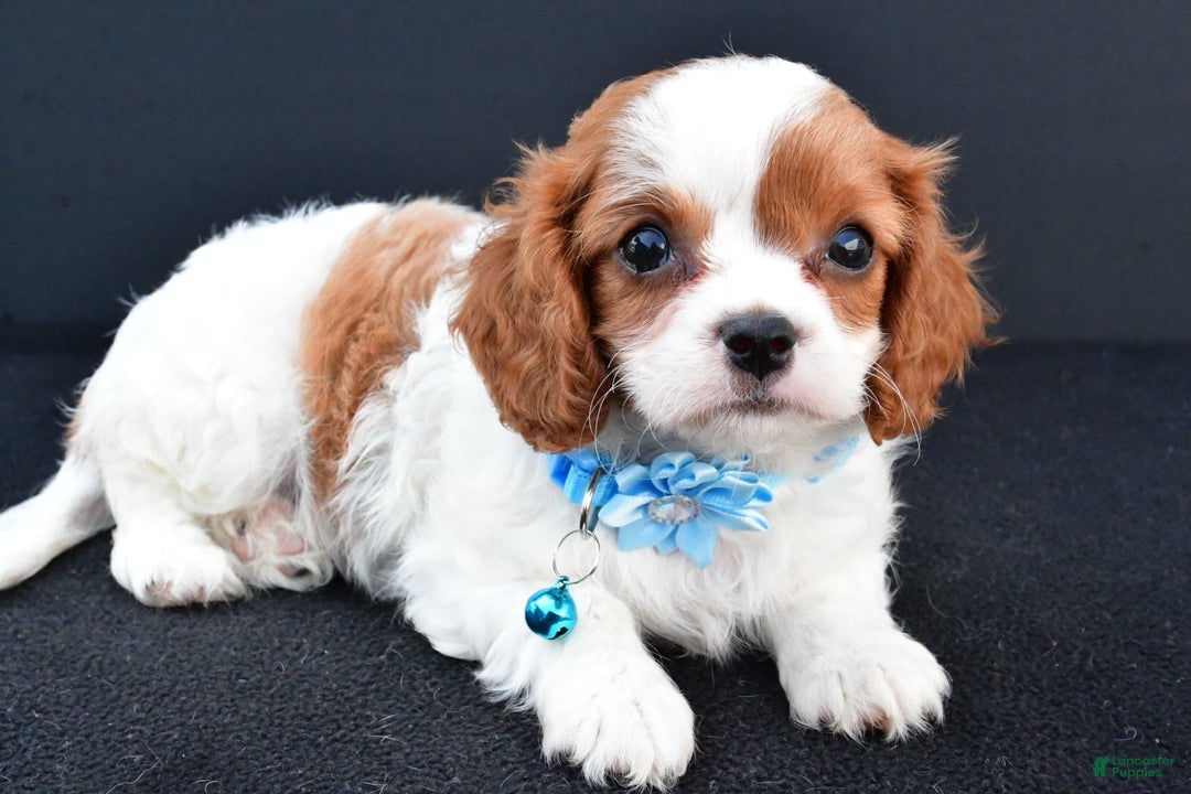 Cavapoo dogs for sale: Cavapoo 4 puppies - Image 7
