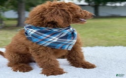 Goldendoodle dogs for sale: Coby - Image 3