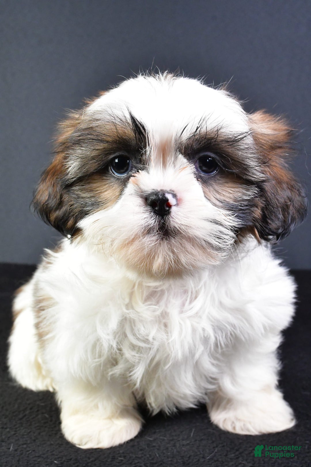 Shih Tzu dogs for sale: Jane - Image 6