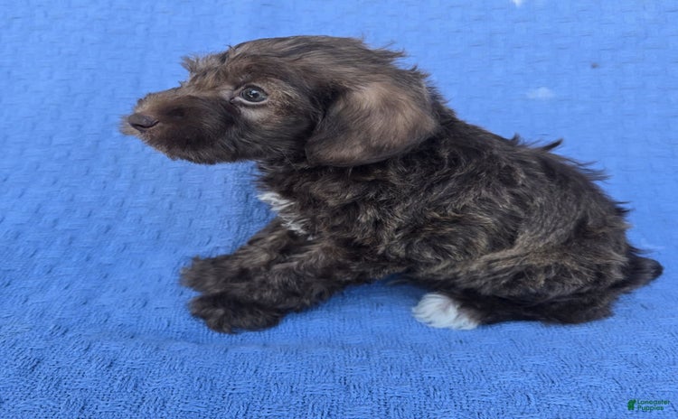 Miniature Schnauzer dogs for sale - Ad 4