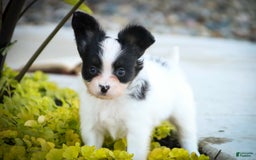 Papillon dogs for sale: Leonardo - Image 2