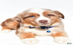 Miniature Australian Shepherd dogs for sale: Trooper - Image 4