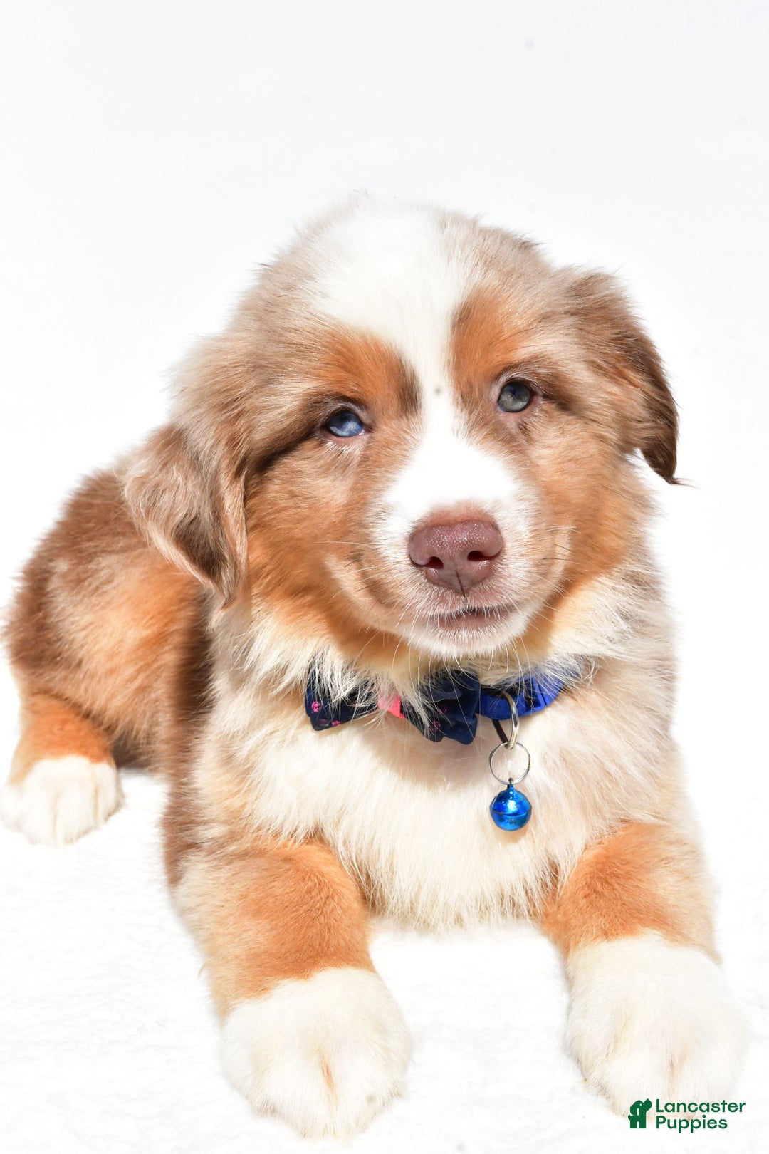 Miniature Australian Shepherd dogs for sale: Trooper - Image 4