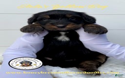 Mini Bernedoodle dogs for sale: Aelas Yellow Boy - Image 14