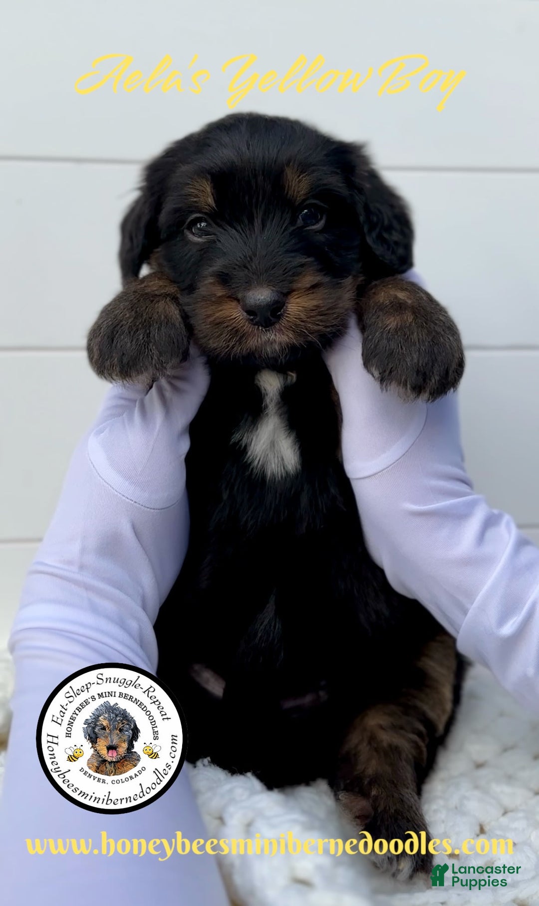 Mini Bernedoodle dogs for sale: Aelas Yellow Boy - Image 14