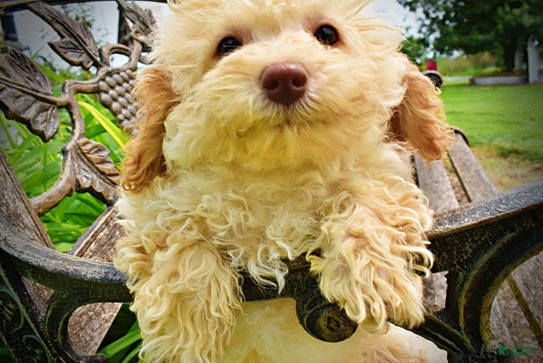Havapoo dogs for sale: Twinkie - Image 14