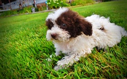 Havapoo dogs for sale: Bella - Image 14