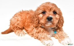 Cavapoo dogs for sale: Davy - Image 6