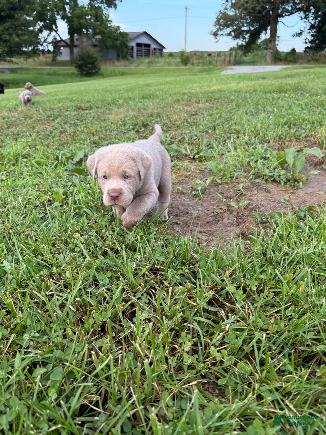 Labrador Retriever dogs for sale: Tubs - Image 3