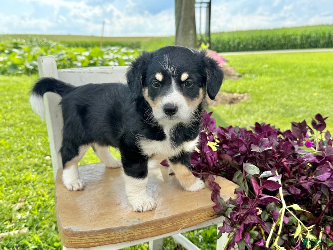 Welsh Corgi Pembroke dogs for sale: Welsh Corgi (Pembroke) 5 puppies - Image 1