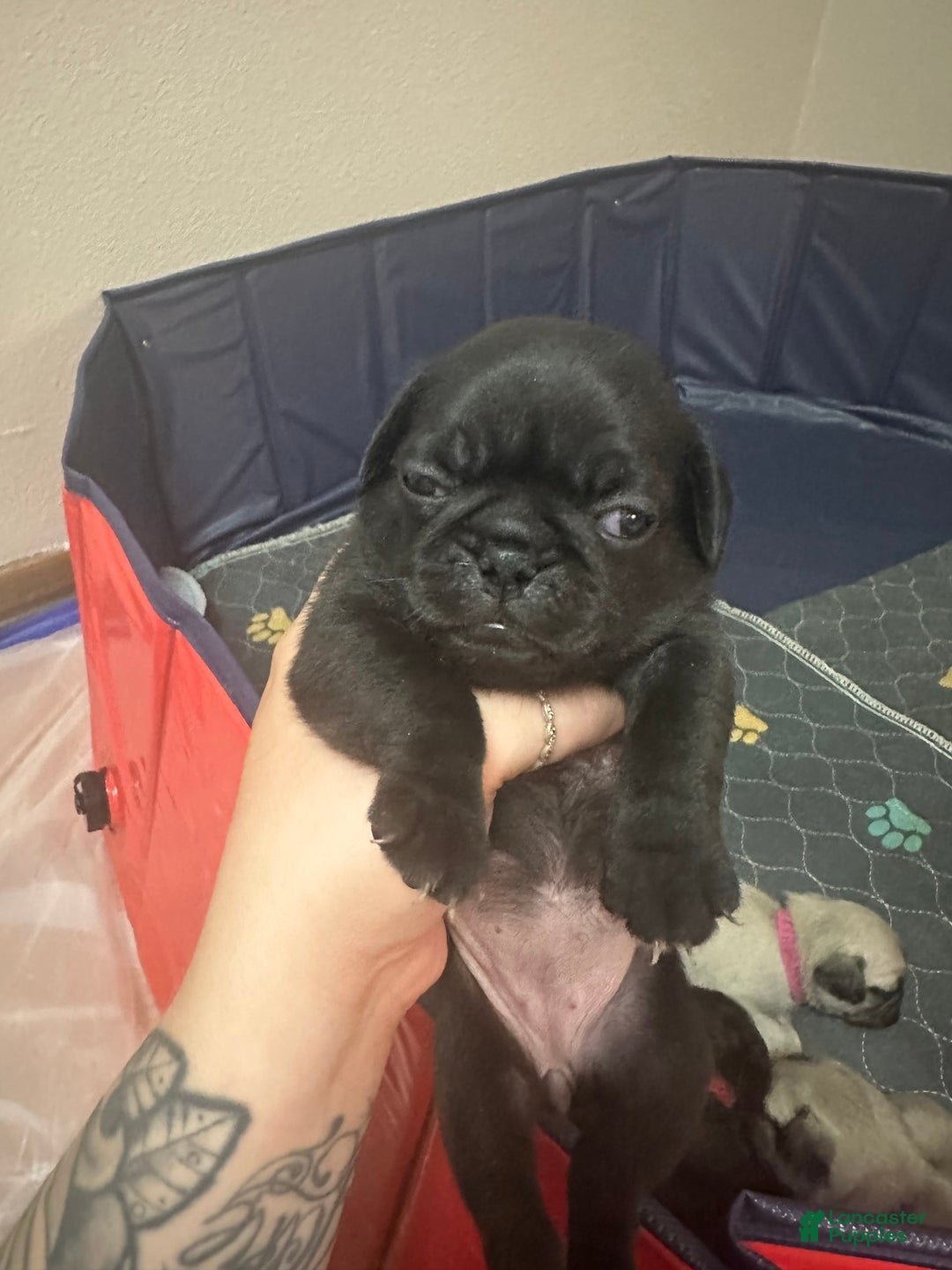 Pug dogs for sale: Salem - Image 5