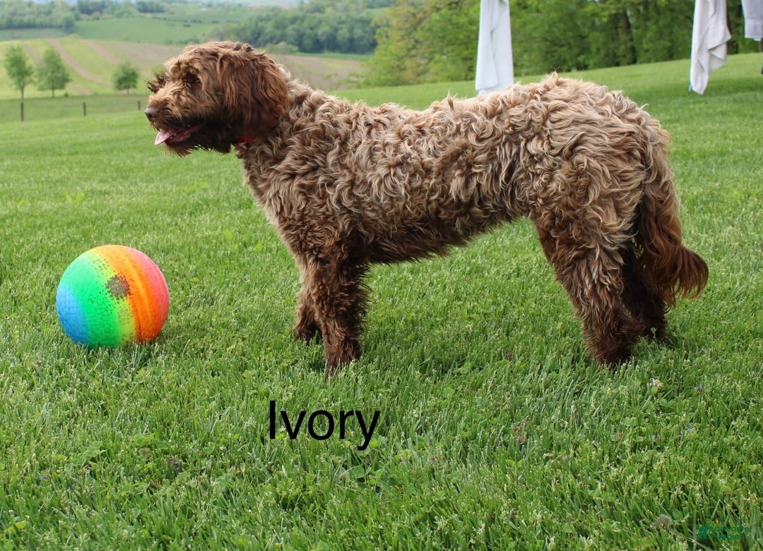Portuguese Water Dog dogs for sale: Cleo - Image 4