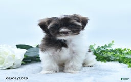 Havanese dogs for sale: Oscar - Image 2