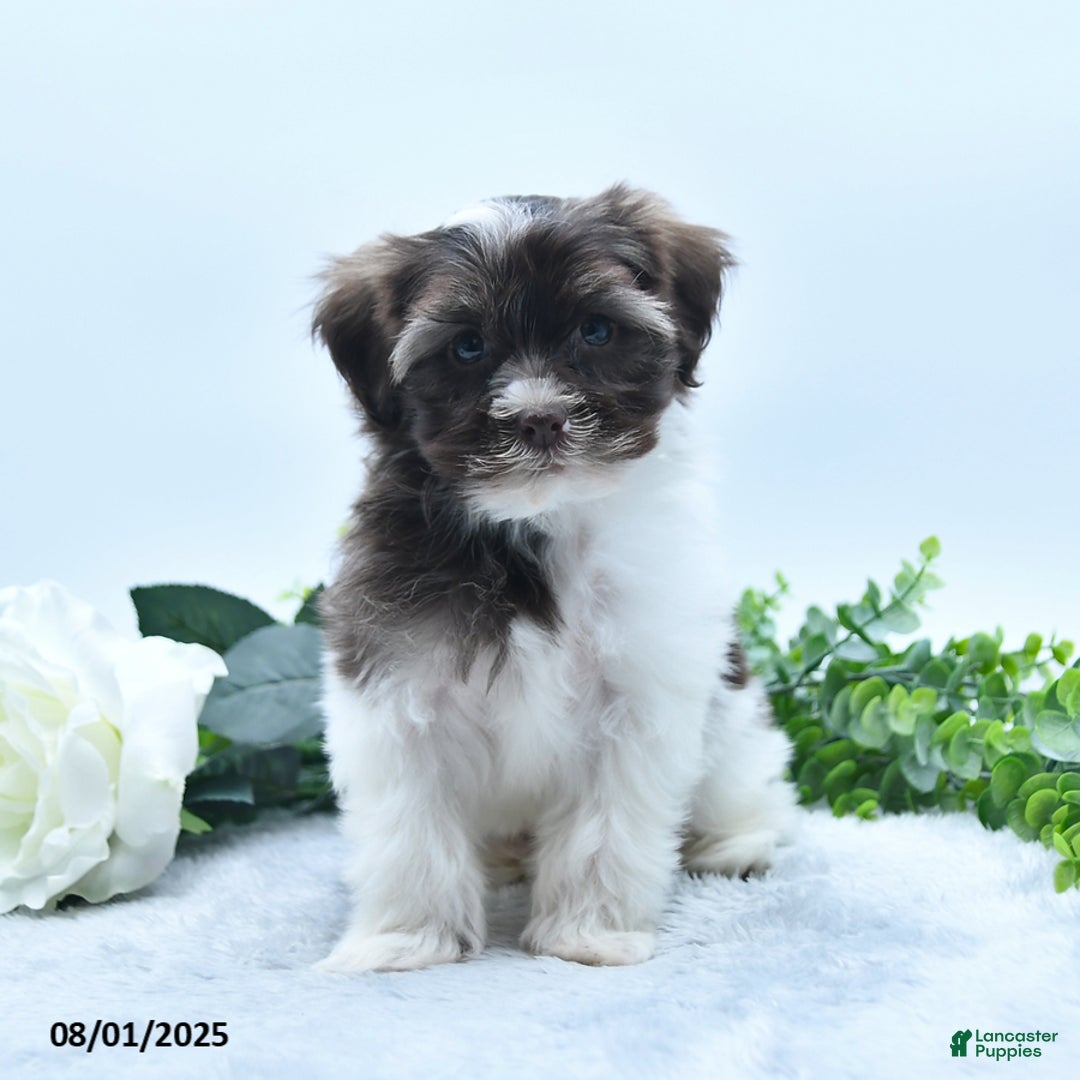 Havanese dogs for sale: Oscar - Image 2