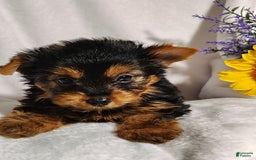 Yorkshire Terrier dogs for sale: Shep - Image 4