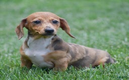 Dachshund dogs for sale: Willow - Image 13
