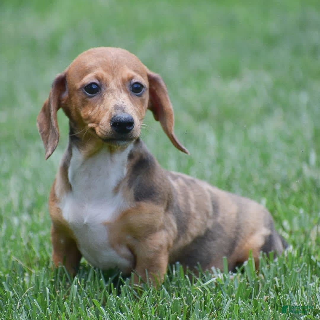 Dachshund dogs for sale: Willow - Image 13