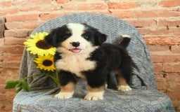 Greater Swiss Mountain Dog dogs for sale: Romeo - Image 1