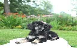 Toy Poodle dogs for sale: Twinkle - Image 11