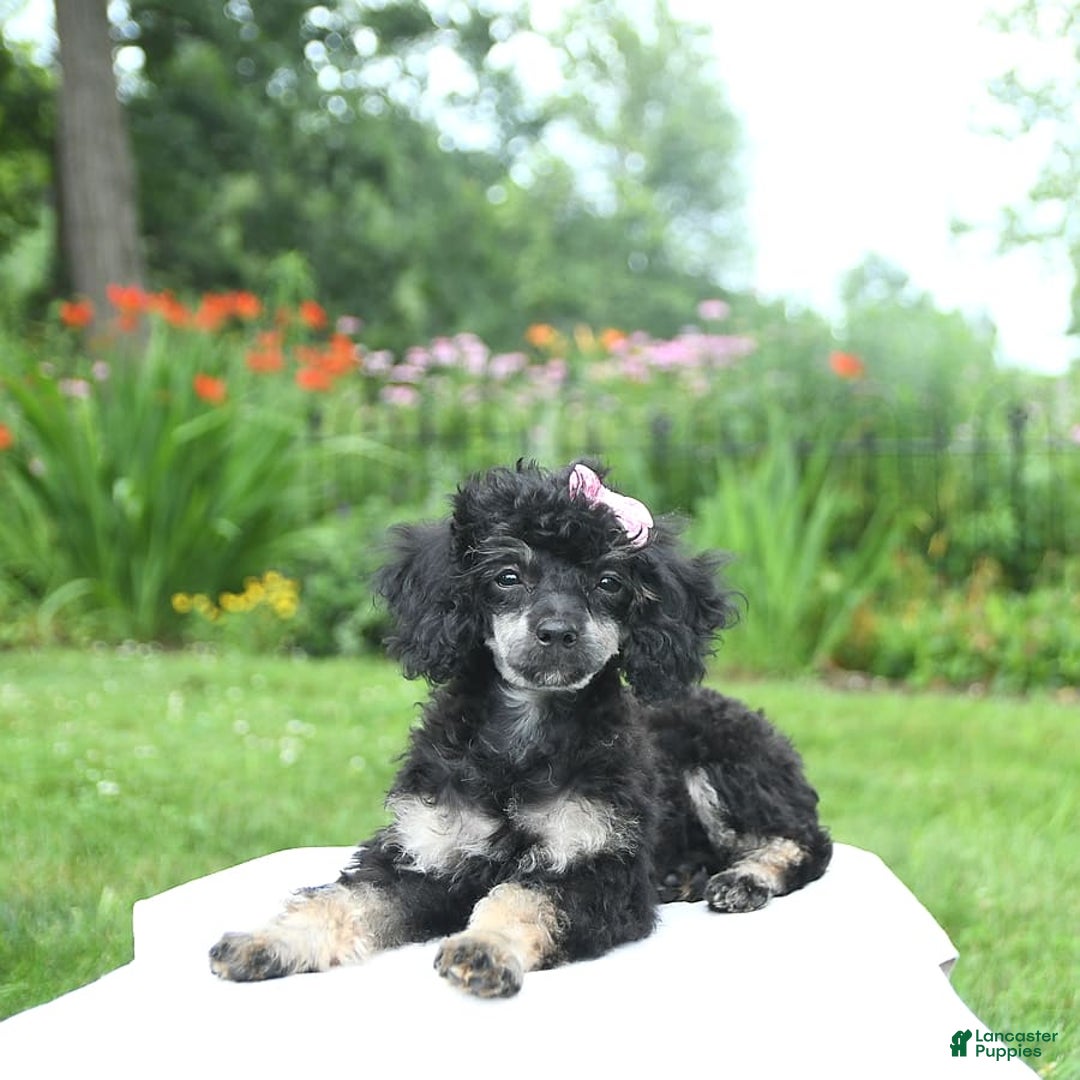 Toy Poodle dogs for sale: Twinkle - Image 11