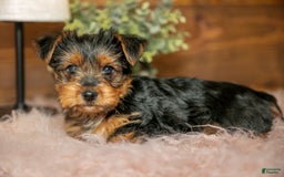 Yorkshire Terrier dogs for sale: Darcy - Image 1