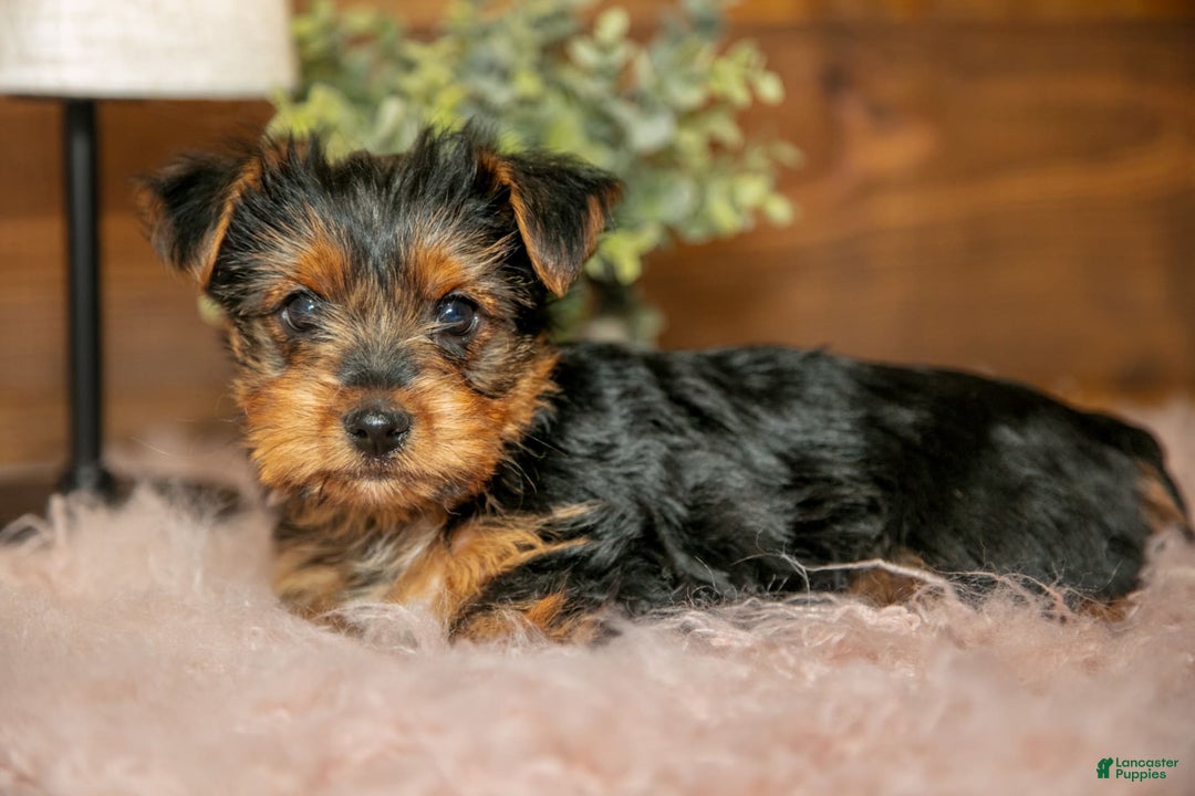Yorkshire Terrier dogs for sale: Darcy - Image 1