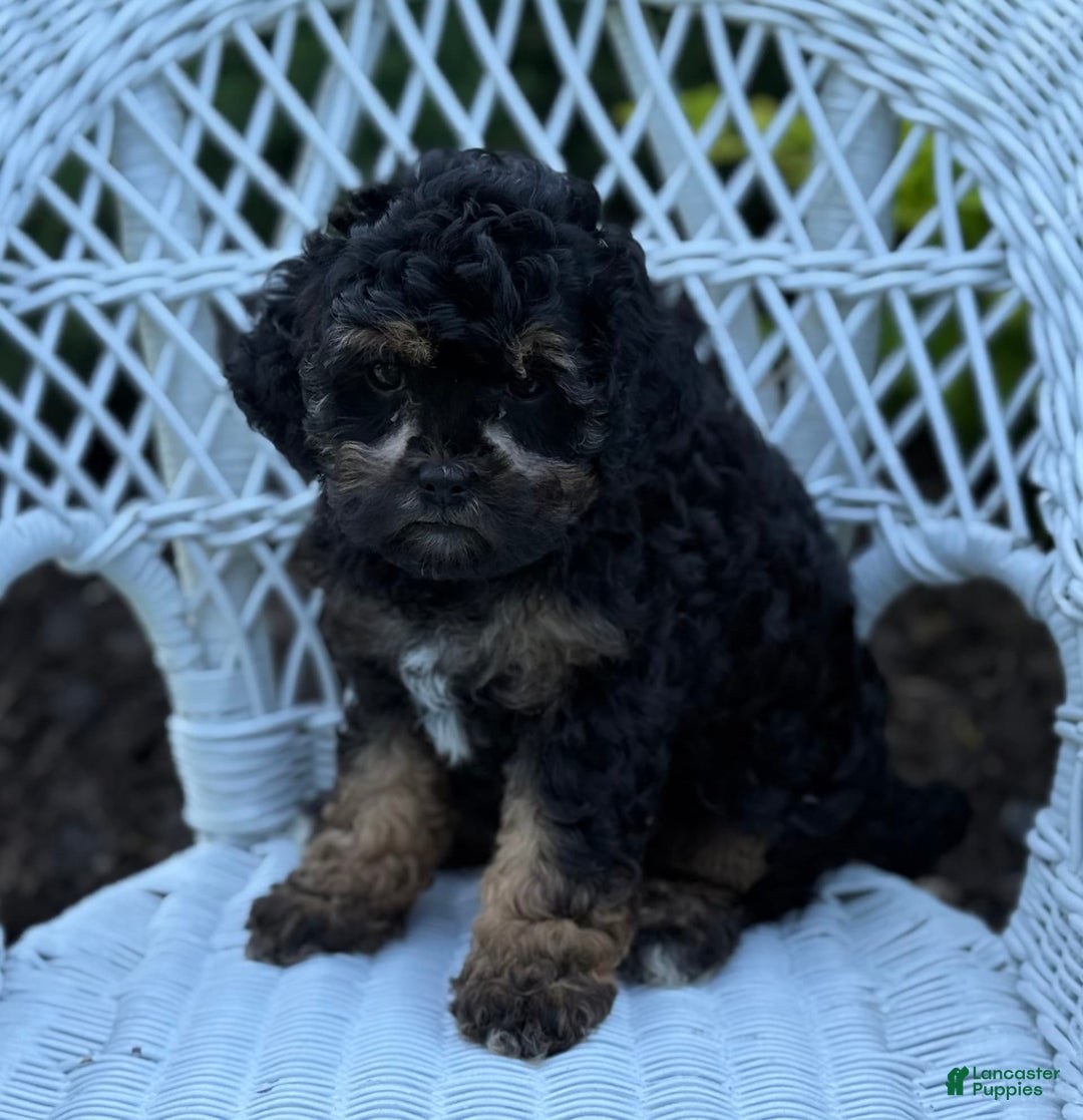 Cavapoo dogs for sale: Carla - Image 4