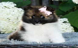 Pomeranian dogs for sale: Ivy - Image 2