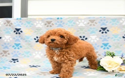 Cockapoo dogs for sale: Dusty - Image 6