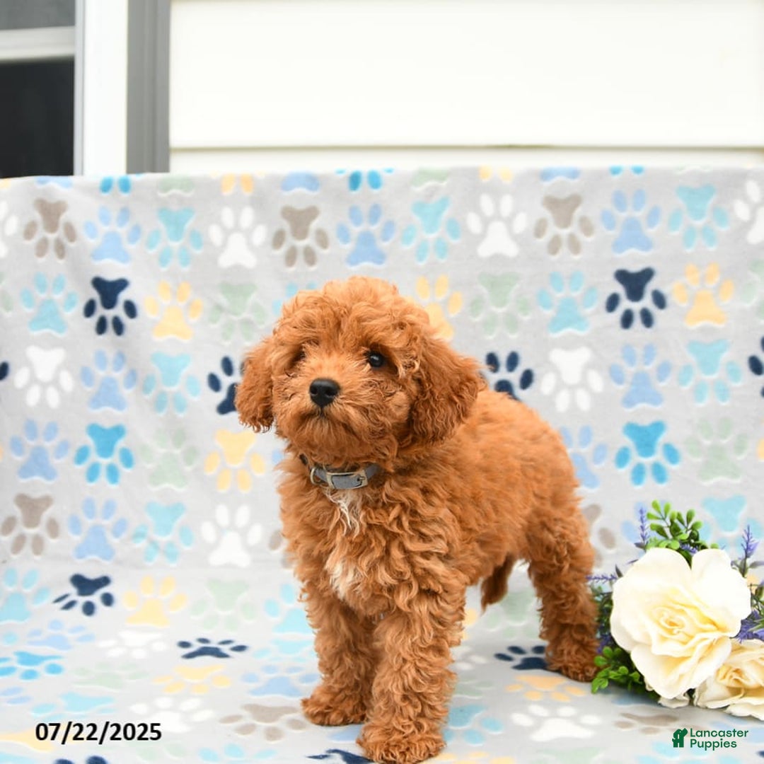 Cockapoo dogs for sale: Dusty - Image 6