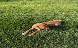 American Staffordshire Terrier dogs for sale: Fiyero - Image 7