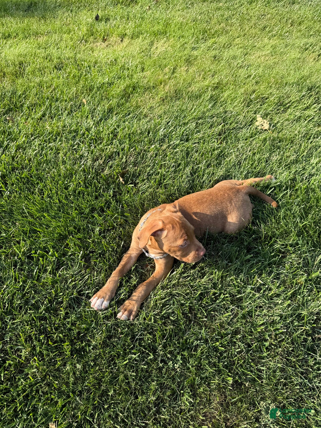 American Staffordshire Terrier dogs for sale: Fiyero - Image 7