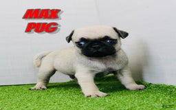 Pug dogs for sale: Max - Image 6