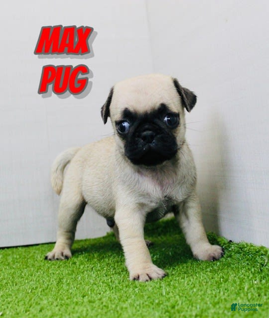 Pug dogs for sale: Max - Image 6