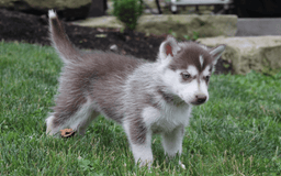 Siberian Husky dogs for sale: Reno - Image 6