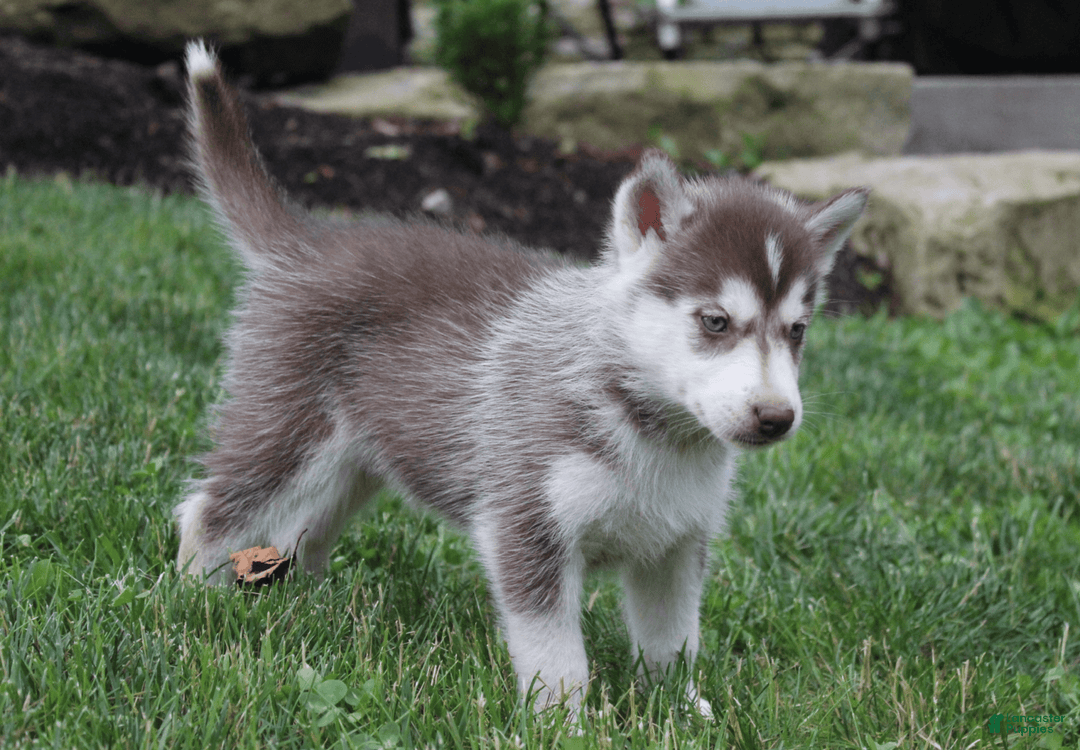 Siberian Husky dogs for sale: Reno - Image 6