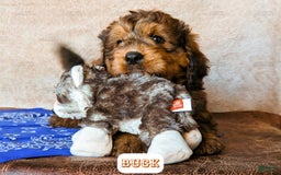 Bernedoodle dogs for sale: Buck - Image 4
