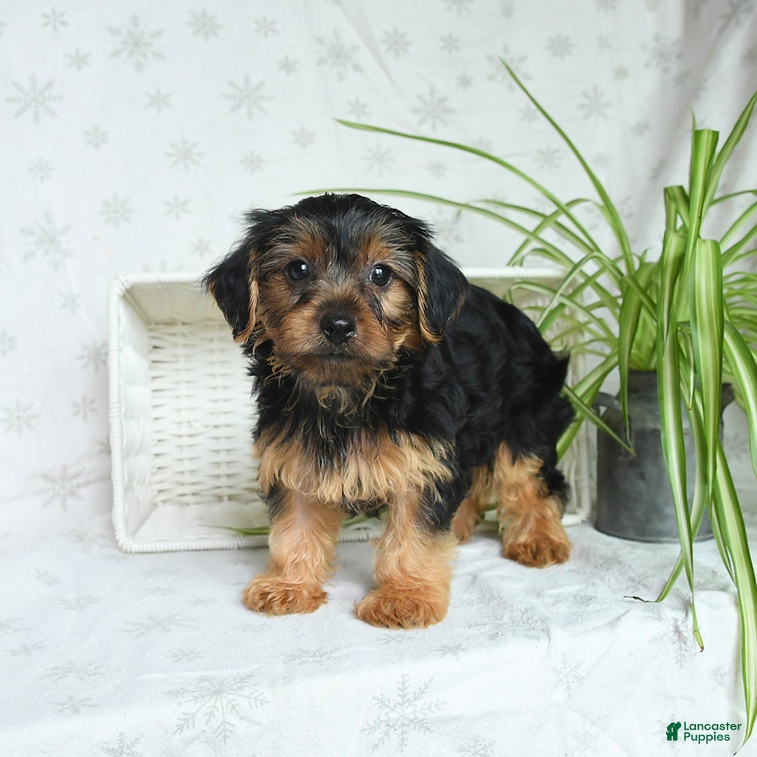 Yorkshire Terrier dogs for sale: Randall - Image 3