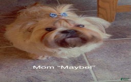 Shih Tzu dogs for sale: Roxie - Image 6