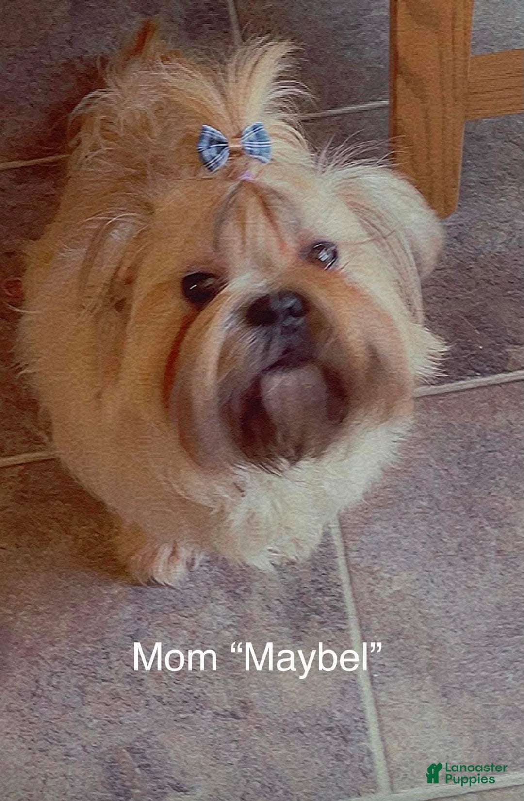 Shih Tzu dogs for sale: Roxie - Image 6