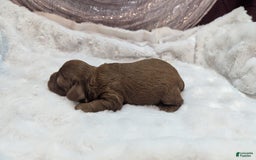 Cavapoo dogs for sale: Zeus - Image 12