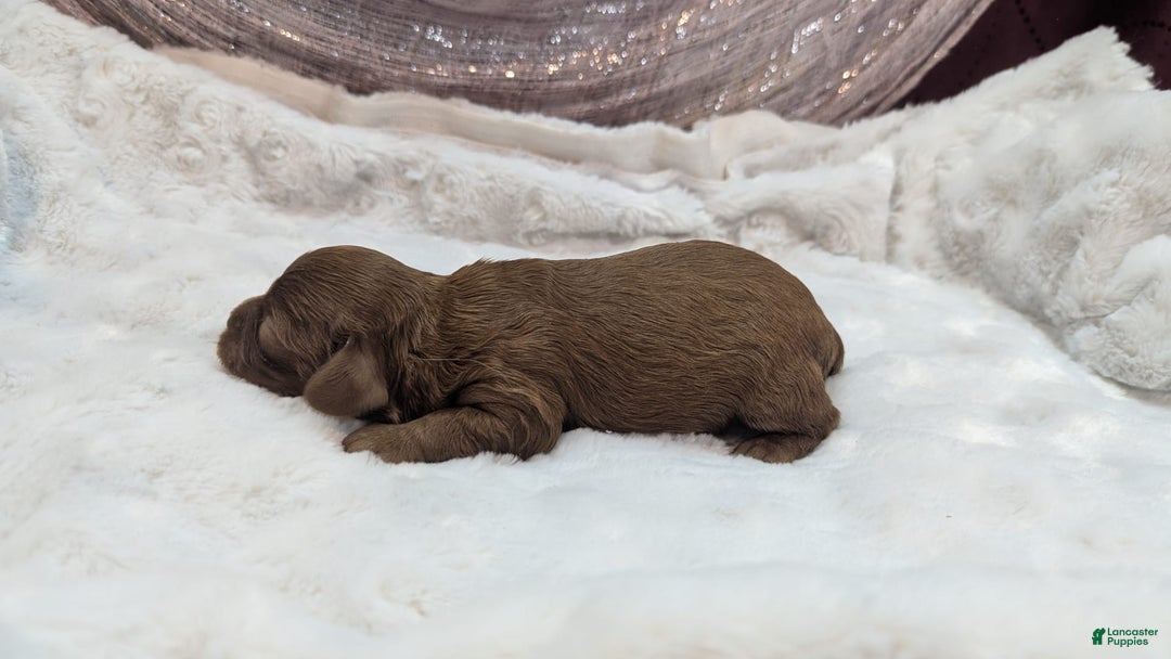 Cavapoo dogs for sale: Zeus - Image 12