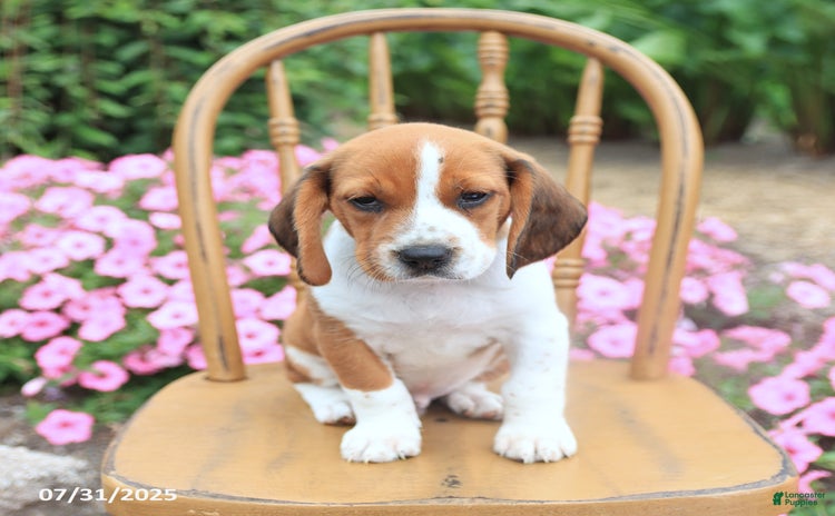 Beagle dogs for sale - Ad 3