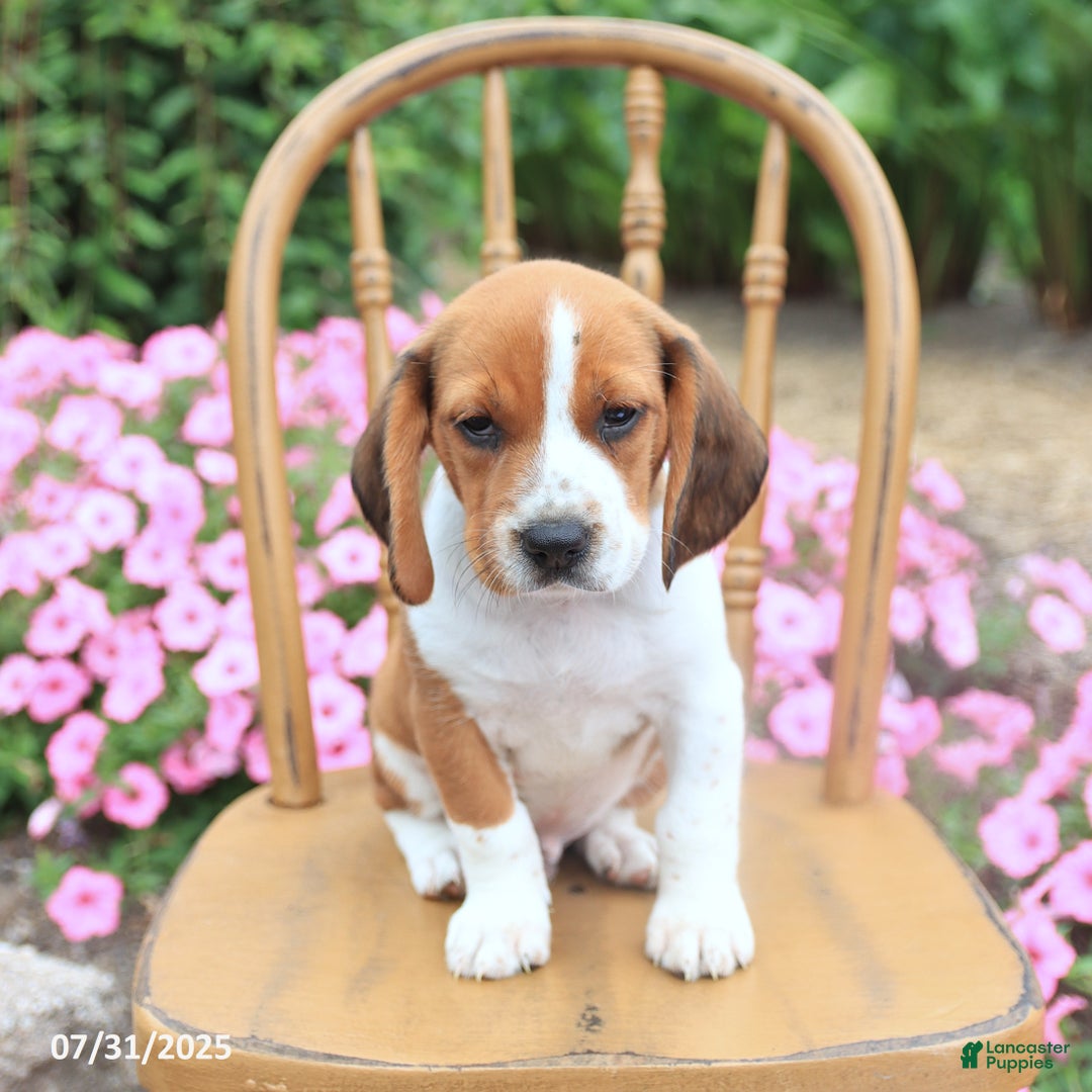 Beagle dogs for sale: Angela - Image 1