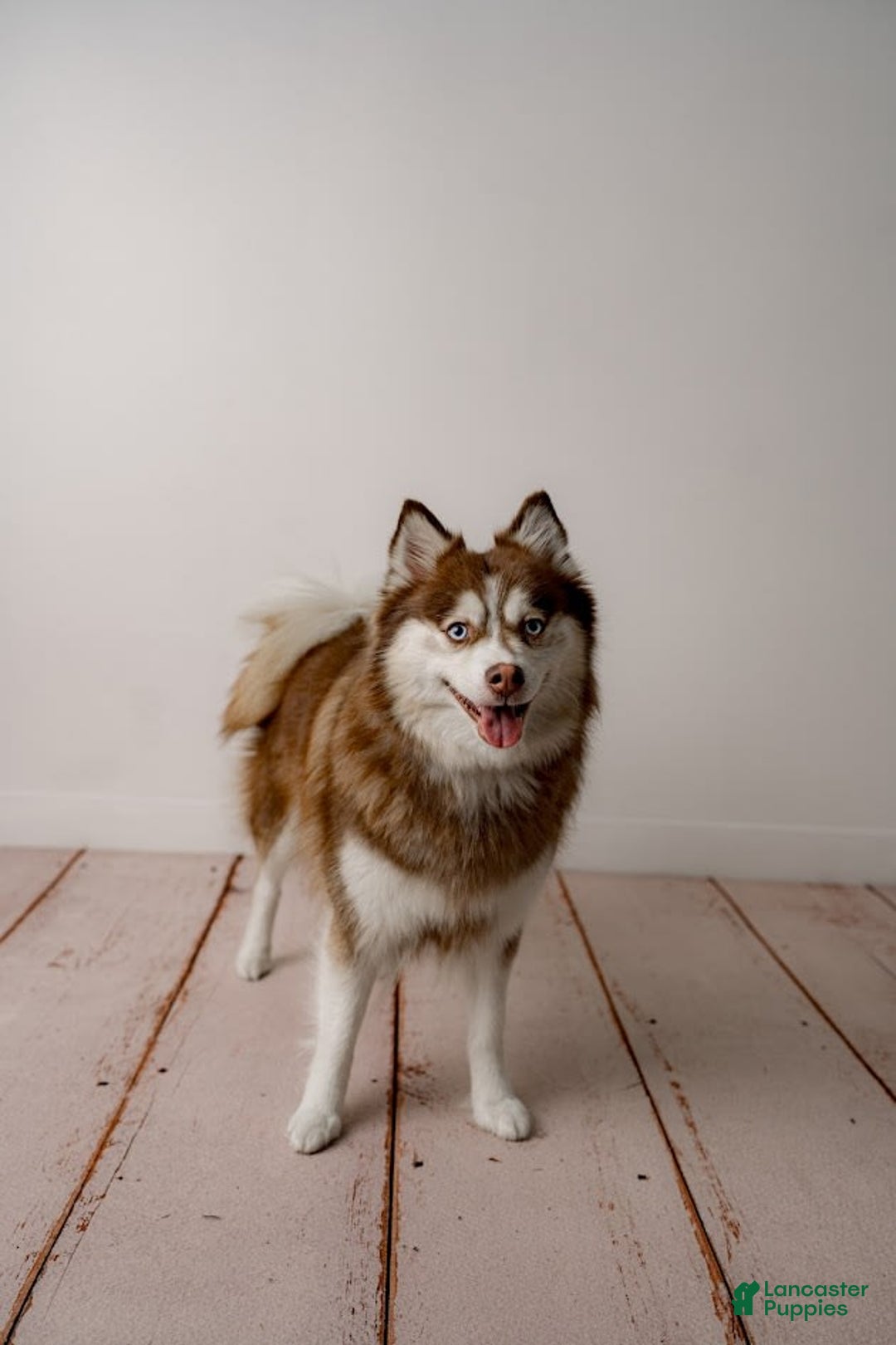 Pomsky dogs for sale: Urban Miracles Cyber - Image 5