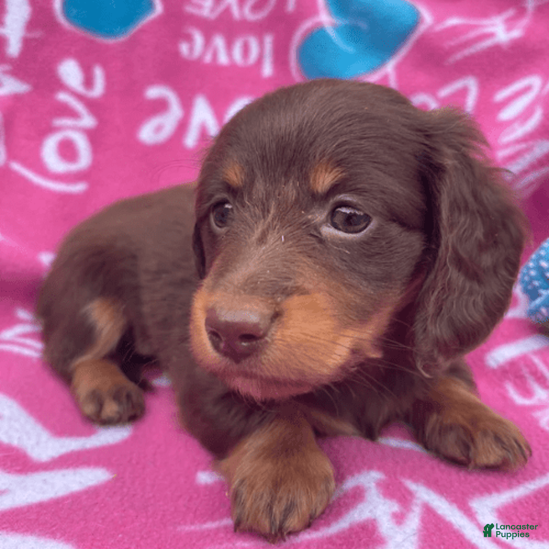 Dachshund dogs for sale: Brownie Chocolate Girl 1952 - Image 11