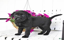 Labrador Retriever dogs for sale: Lassie - Image 2