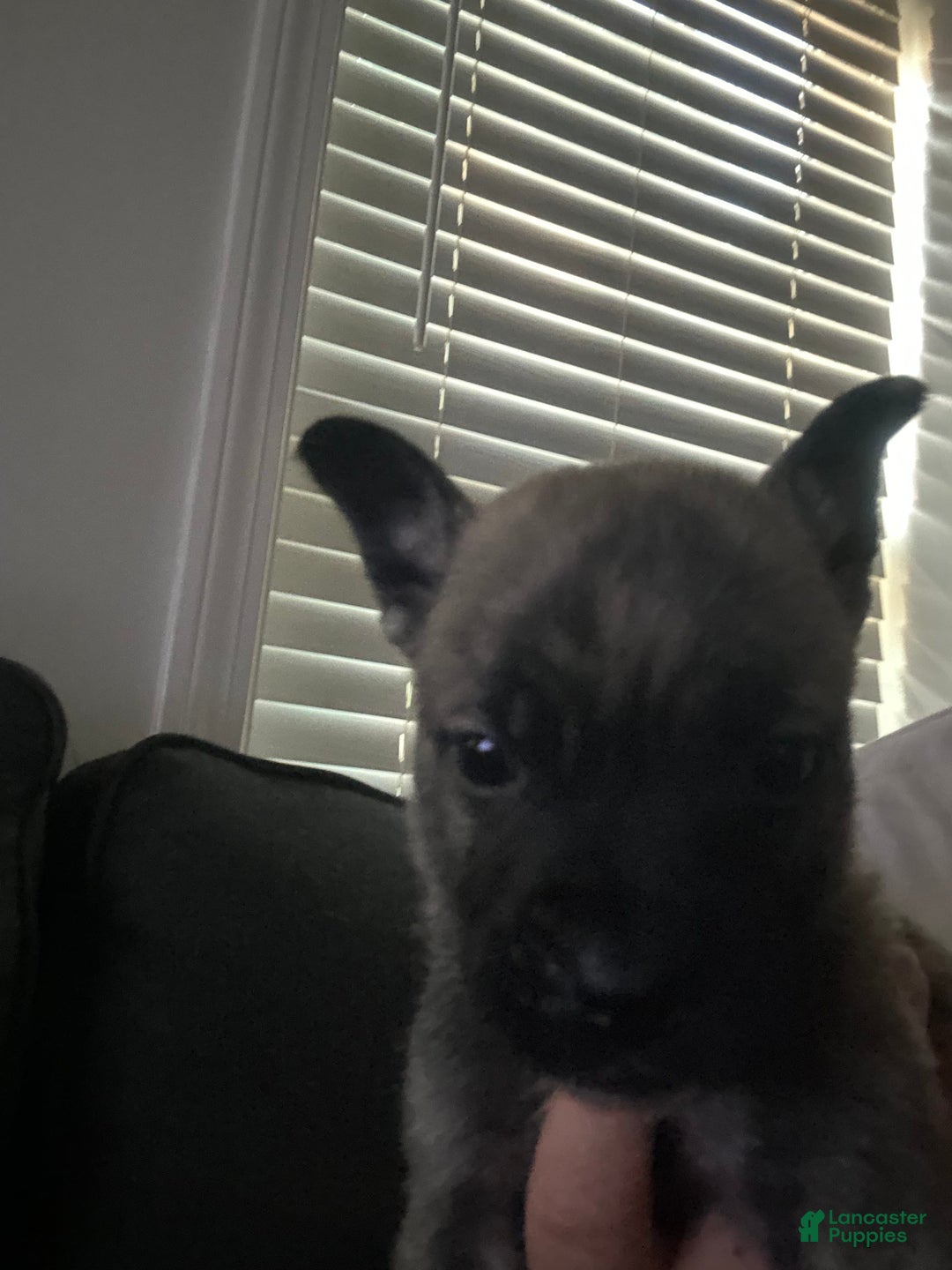 English Bulldog dogs for sale: Tiny Tim - Image 2