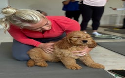 Goldendoodle dogs for sale: Victor - Image 5