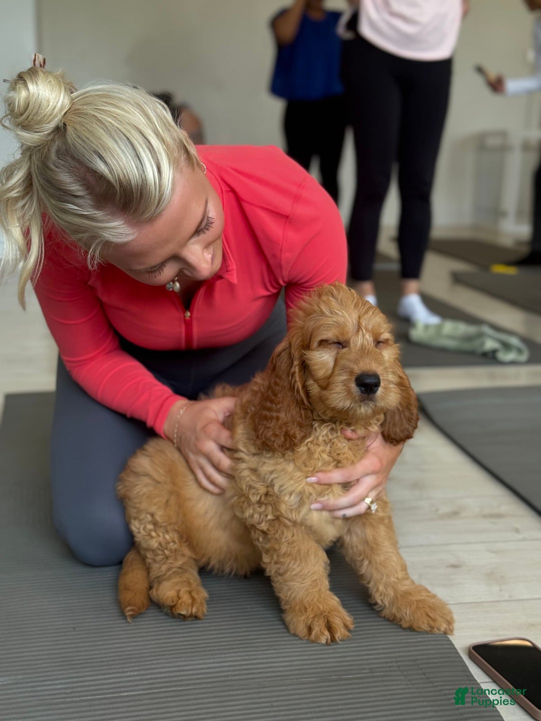 Goldendoodle dogs for sale: Victor - Image 5